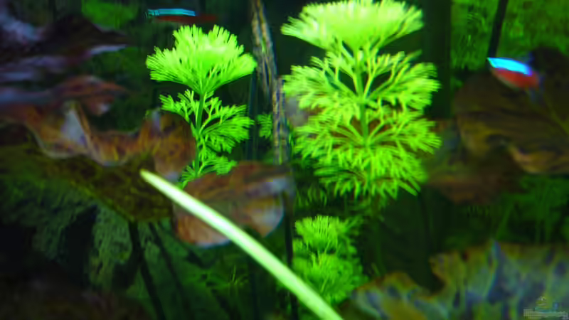 Pflanzen im Aquarium Amazonas Flusslauf (nur noch Beispiel) von DavidK31 (3)