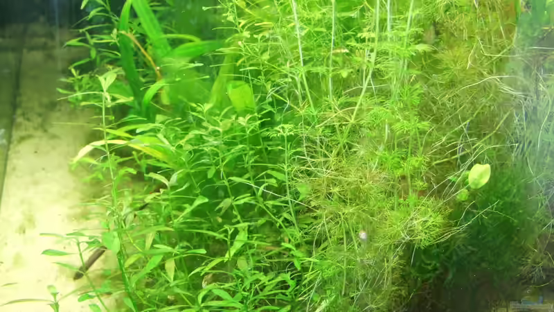 Pflanzen im Aquarium Amazonas im Wohnzimmer von Süsswasserskipper (5)