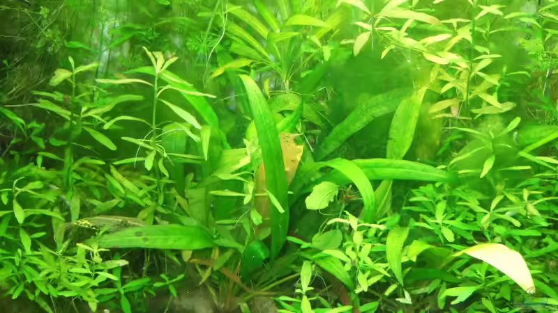 Pflanzen im Aquarium Amazonas im Wohnzimmer von Süsswasserskipper (6)