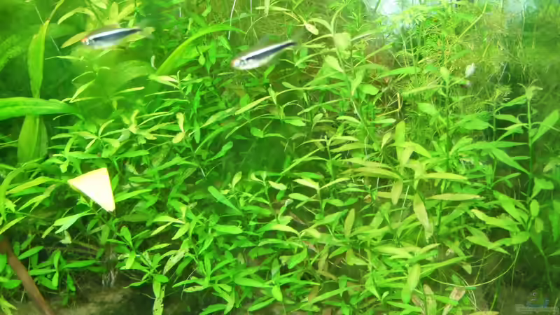 Pflanzen im Aquarium Amazonas im Wohnzimmer von Süsswasserskipper (7)