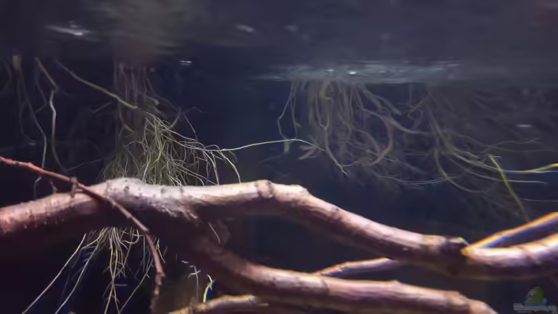 Pflanzen im Aquarium Amazonas klarwasser Biotop von Südamerika Aquanaut (15)