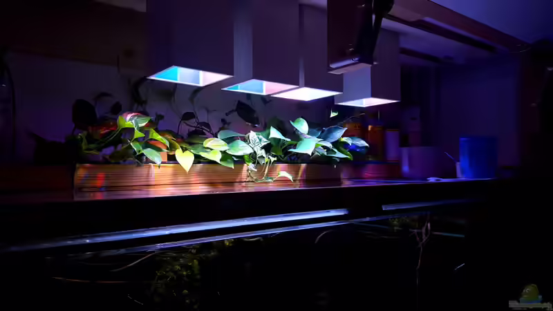 Pflanzen im Aquarium Amazonas klarwasser Biotop von Südamerika Aquanaut (17)