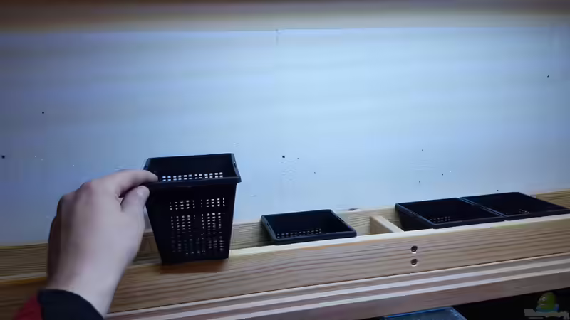 Pflanzen im Aquarium Amazonas klarwasser Biotop von Südamerika Aquanaut (19)