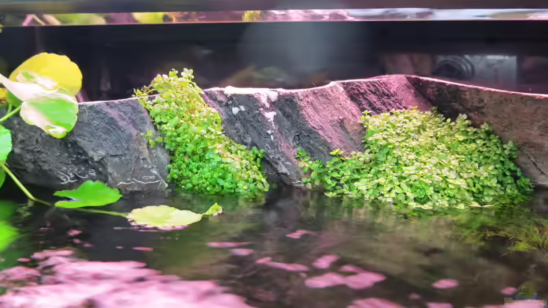 Pflanzen im Aquarium Amazonas Nebenfluss (aufgelöst) von Jan S. (23)