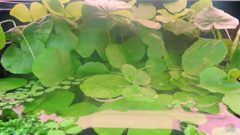 Pflanzen im Aquarium Amazonas Nebenfluss (aufgelöst) von Jan S. (26)