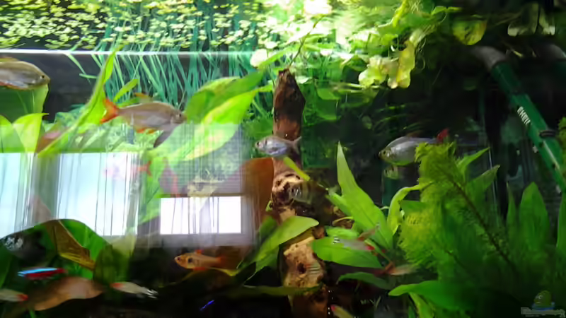 Pflanzen im Aquarium Amazonas/Salmler 125l von phrankdiddie (10)