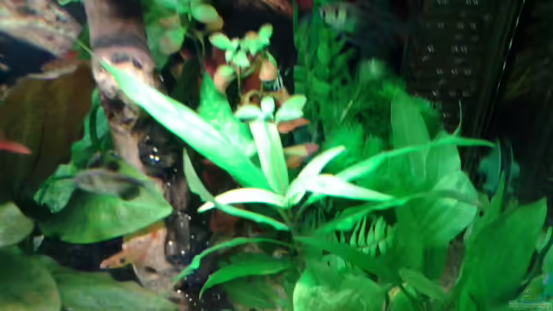 Pflanzen im Aquarium Amazonas/Salmler 125l von phrankdiddie (9)