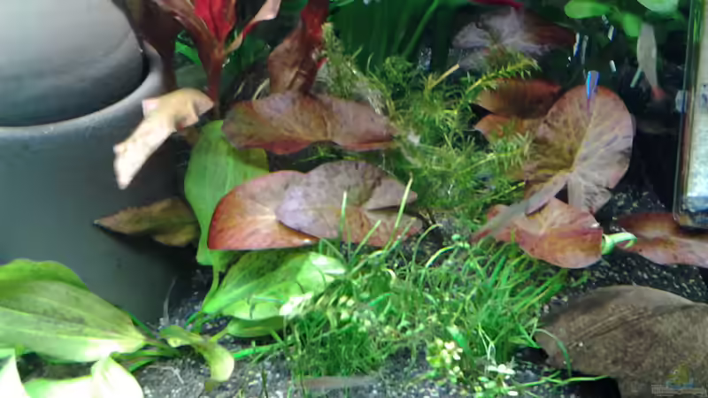 Pflanzen im Aquarium amazonas südamerika live von phrankdiddie (11)