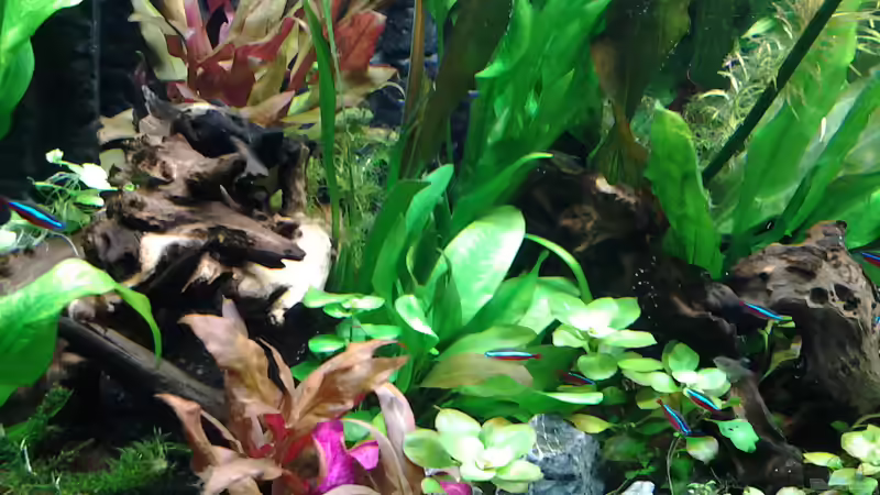 Pflanzen im Aquarium amazonas südamerika live von phrankdiddie (12)