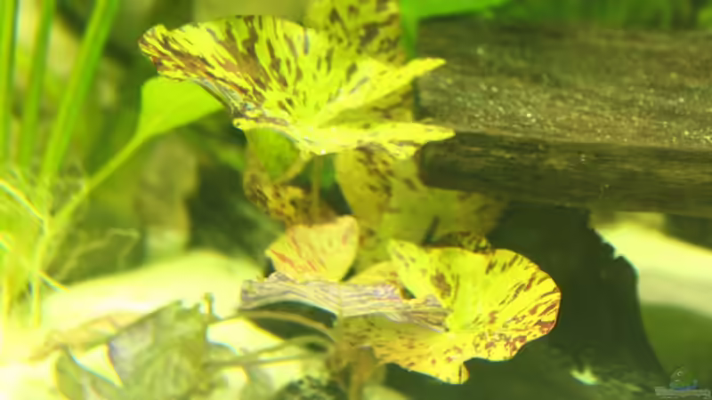 Pflanzen im Aquarium Amazonas von Benny Visconti (6)