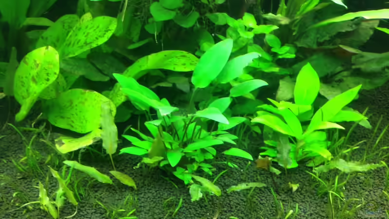 Pflanzen im Aquarium Amazonas von Benny Visconti (9)