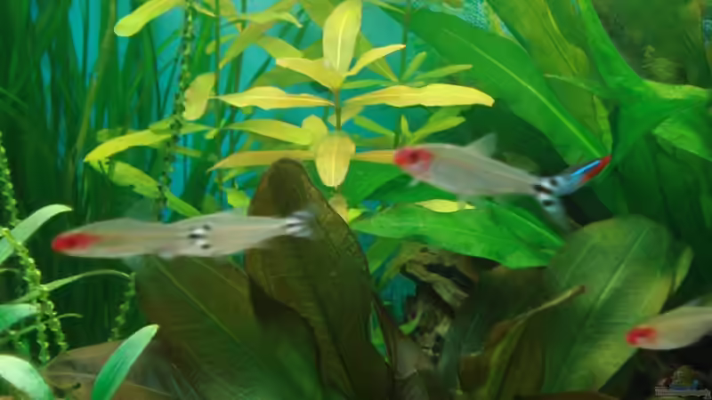 Pflanzen im Aquarium Amazonas von Chris 81 (10)