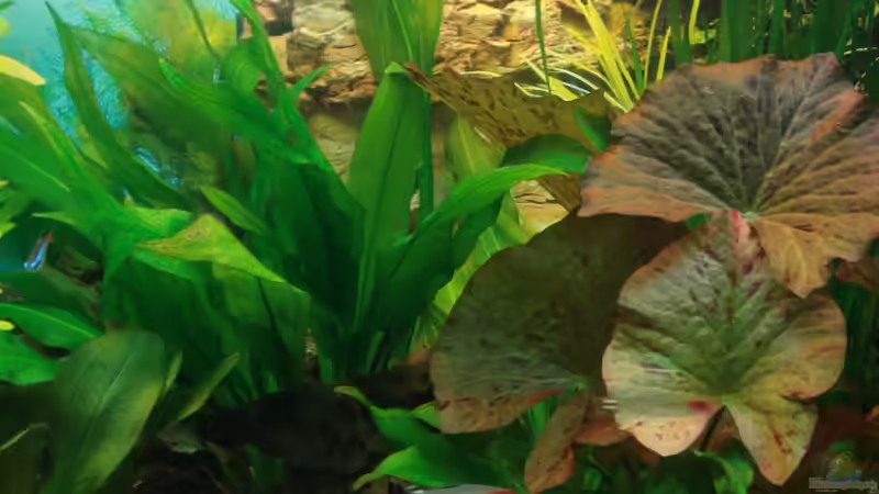 Pflanzen im Aquarium Amazonas von Chris 81 (6)