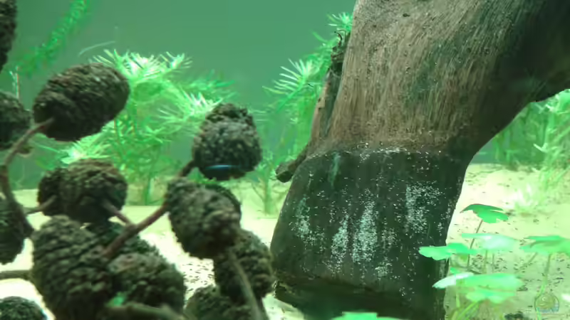 Pflanzen im Aquarium Amazonas von er1301 (10)