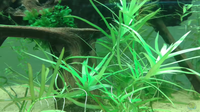 Pflanzen im Aquarium Amazonas von er1301 (11)