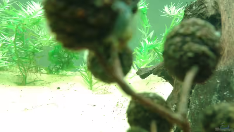 Pflanzen im Aquarium Amazonas von er1301 (12)