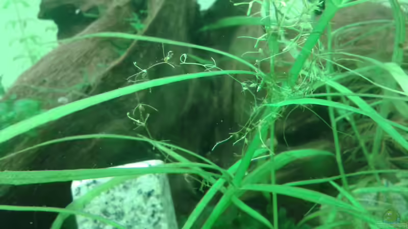 Pflanzen im Aquarium Amazonas von er1301 (15)