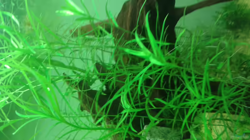 Pflanzen im Aquarium Amazonas von er1301 (16)