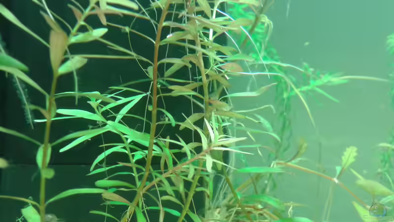 Pflanzen im Aquarium Amazonas von er1301 (9)