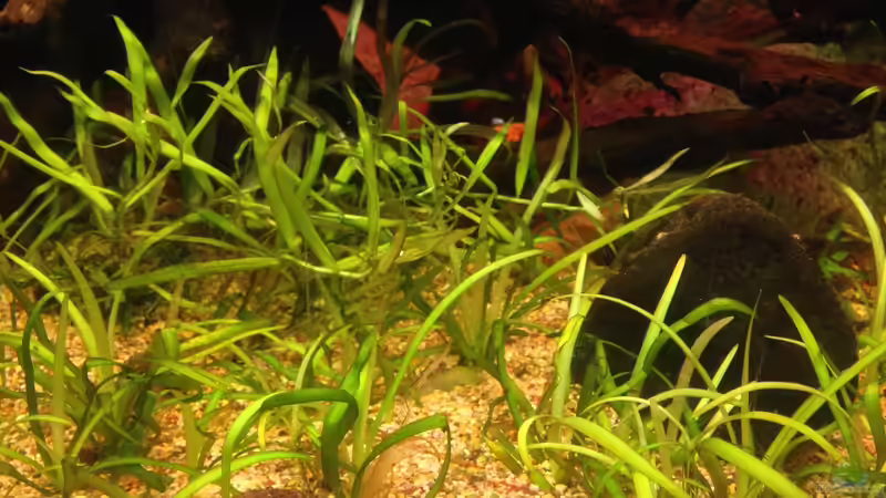 Pflanzen im Aquarium Amazonas von lützkopf (12)