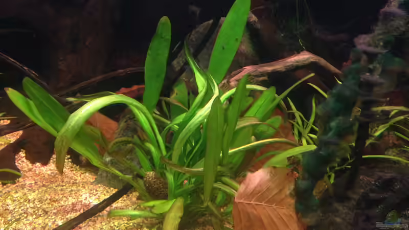 Pflanzen im Aquarium Amazonas von lützkopf (14)