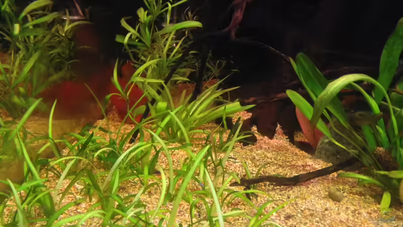 Pflanzen im Aquarium Amazonas von lützkopf (15)