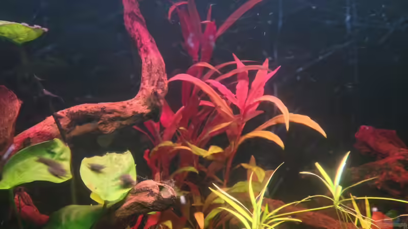 Pflanzen im Aquarium Amazonas von lützkopf (16)