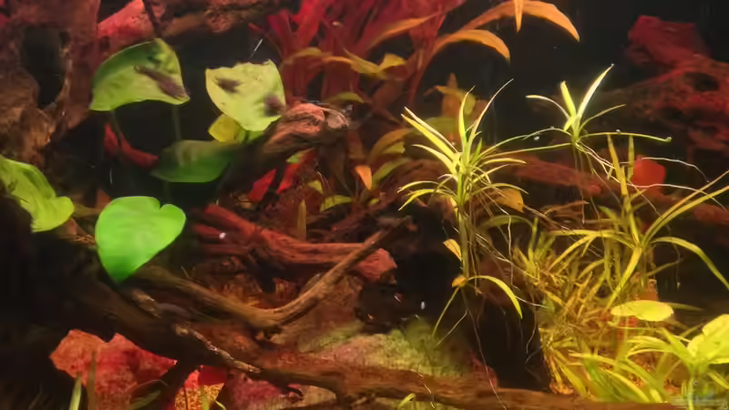 Pflanzen im Aquarium Amazonas von lützkopf (17)