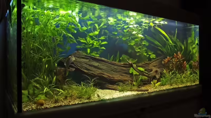 Pflanzen im Aquarium Amazonas von smily (13)