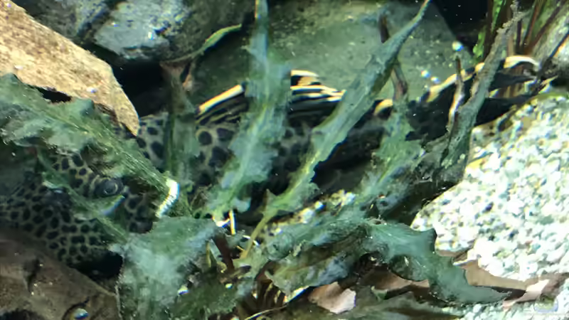 Pflanzen im Aquarium Amazonas-Welsbecken von MaFu (20)