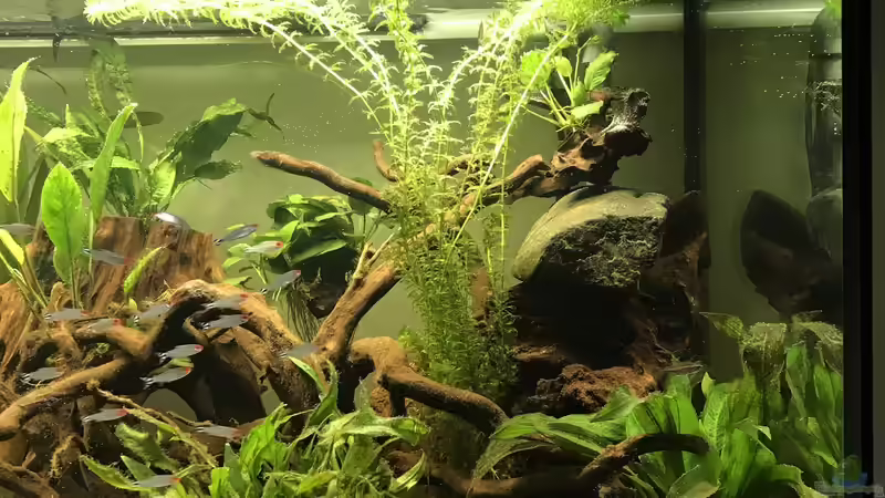 Pflanzen im Aquarium Amazonas-Welsbecken von MaFu (21)