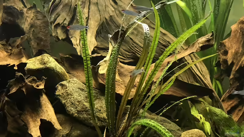 Pflanzen im Aquarium Amazonas-Welsbecken von MaFu (22)