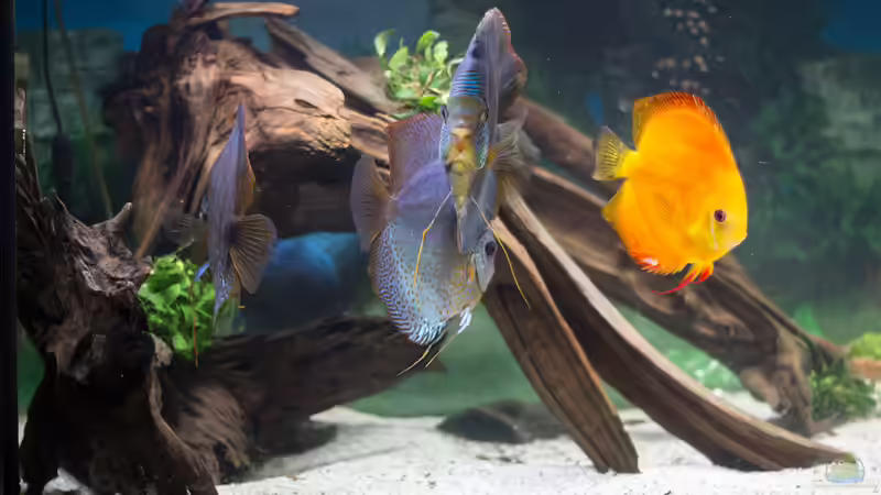 Pflanzen im Aquarium Amazonasdream 450 von Christoph904 (9)