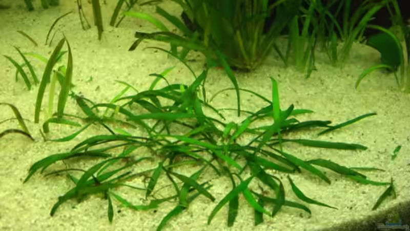 Pflanzen im Aquarium Amazonashabitat von LockHeed (10)