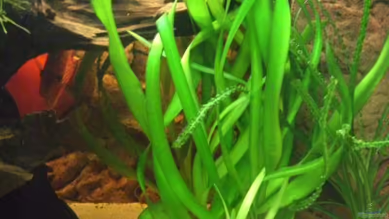 Pflanzen im Aquarium Amazonashabitat von LockHeed (11)