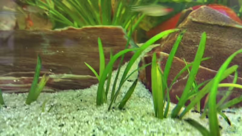 Pflanzen im Aquarium Amazonashabitat von LockHeed (13)