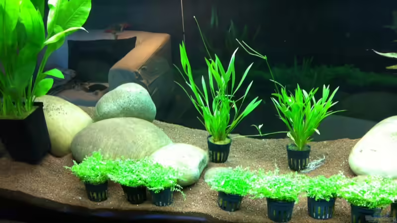 Pflanzen im Aquarium AmazonParadies von linlan (12)