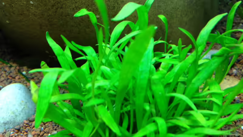 Pflanzen im Aquarium AmazonParadies von linlan (17)