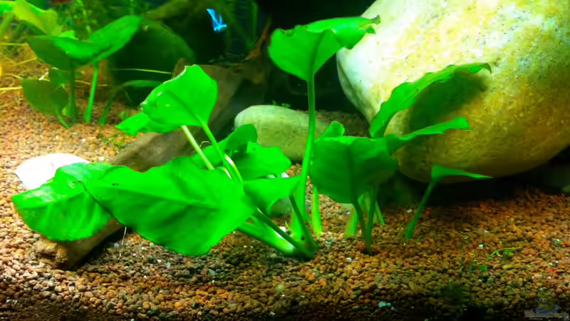 Pflanzen im Aquarium AmazonParadies von linlan (19)