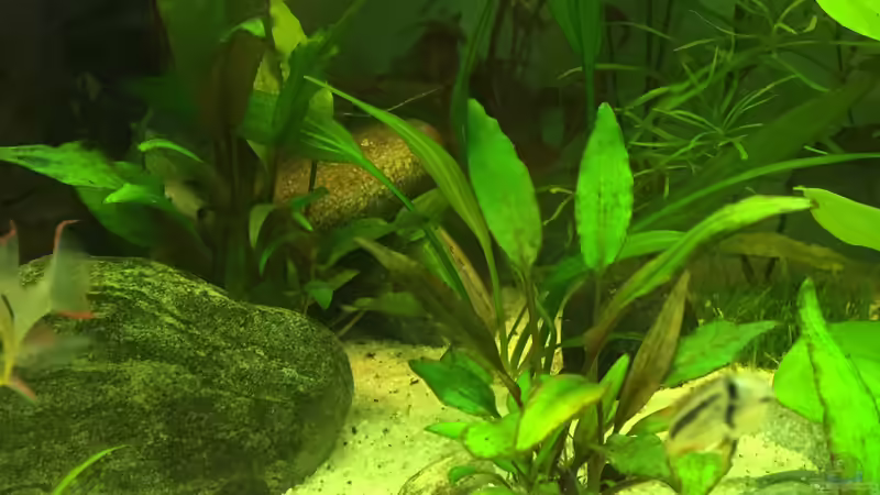 Pflanzen im Aquarium Amerika Gesellschaftsbecken von Embasch (11)