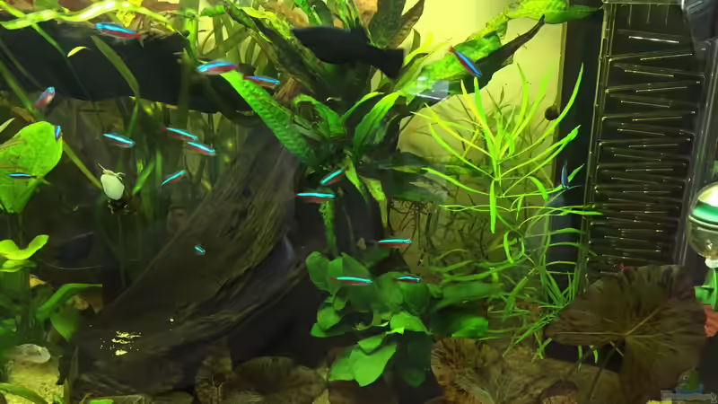 Pflanzen im Aquarium Amerika Gesellschaftsbecken von Embasch (13)