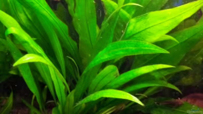 Pflanzen im Aquarium &quot;Leben an der Wurzel&quot; von Wilhelm Posawatz (14)