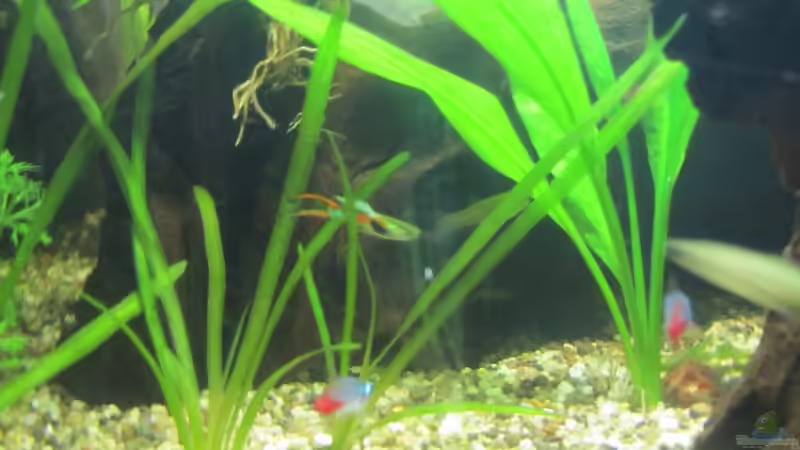 Pflanzen im Aquarium &quot;Luke`s 54&quot; --Aufgelöst-- von Leo-FAN (10)