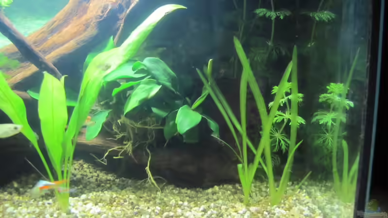 Pflanzen im Aquarium &quot;Luke`s 54&quot; --Aufgelöst-- von Leo-FAN (11)