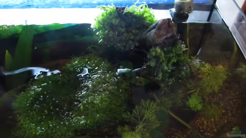 Pflanzen im Aquarium &quot;Luke`s 54&quot; --Aufgelöst-- von Leo-FAN (12)