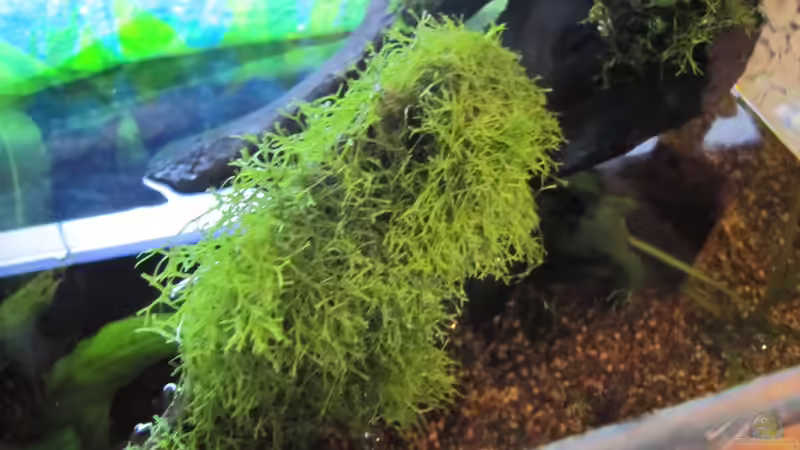 Pflanzen im Aquarium &quot;Luke`s 54&quot; --Aufgelöst-- von Leo-FAN (14)