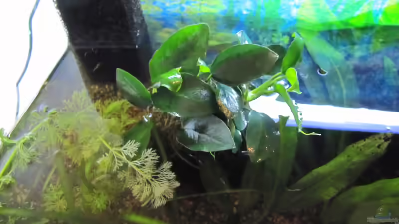 Pflanzen im Aquarium &quot;Luke`s 54&quot; --Aufgelöst-- von Leo-FAN (16)