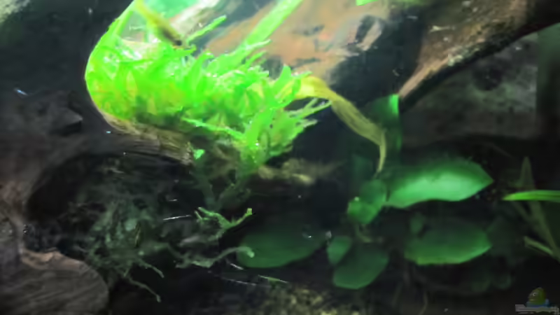 Pflanzen im Aquarium &quot;Luke`s 54&quot; --Aufgelöst-- von Leo-FAN (18)