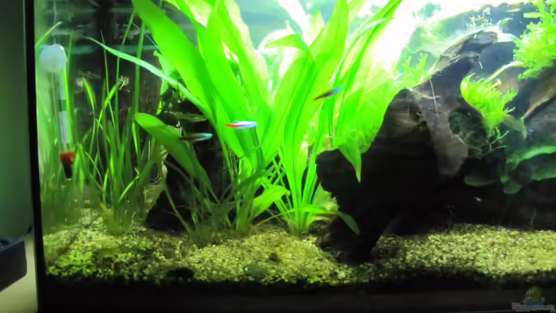 Pflanzen im Aquarium &quot;Luke`s 54&quot; --Aufgelöst-- von Leo-FAN (19)