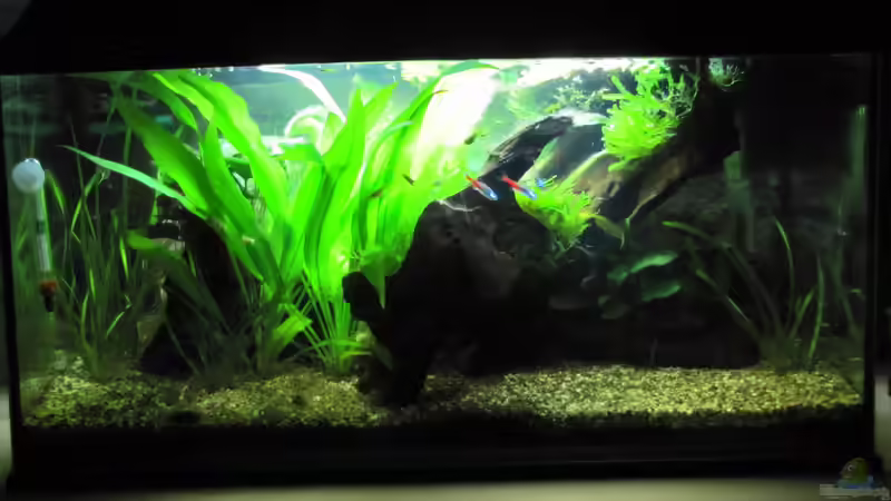 Pflanzen im Aquarium &quot;Luke`s 54&quot; --Aufgelöst-- von Leo-FAN (20)